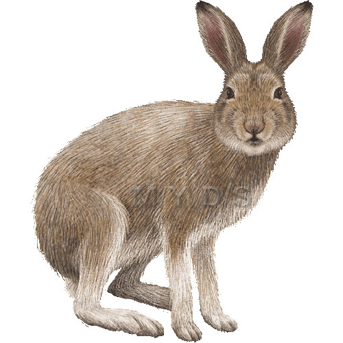 hare%20clipart%20