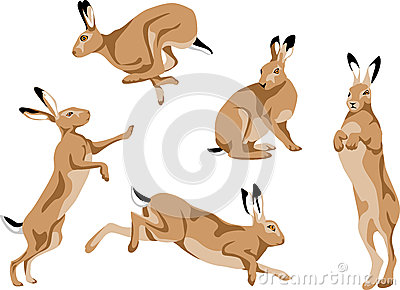 hare%20clipart%20