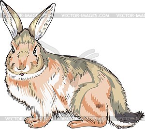 hare%20clipart%20