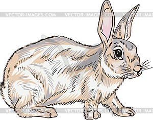 hare%20clipart%20