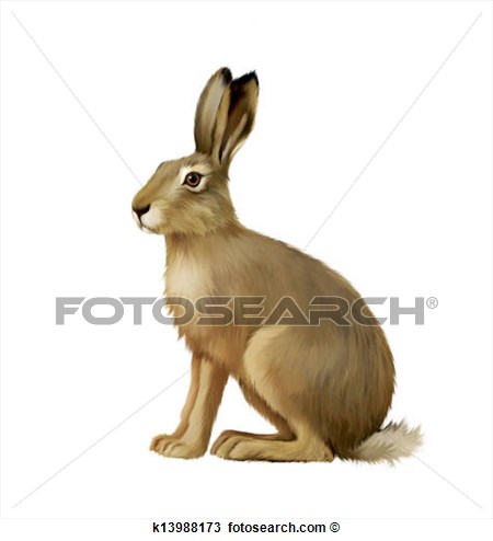 hare%20clipart%20