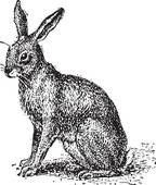 hare%20clipart%20