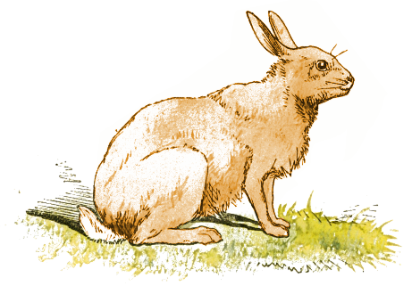 hare%20clipart%20