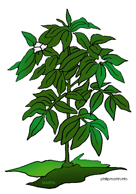 plant clipart