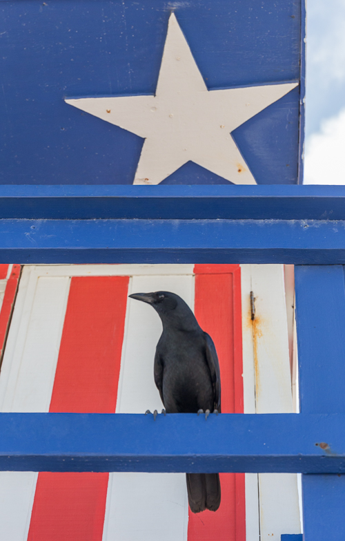 Stars & Stripes & Bird