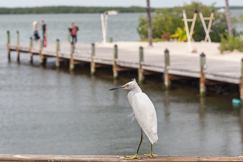 A white heron