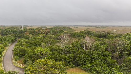 The view back at the road from the Shark Valley Observation Tower