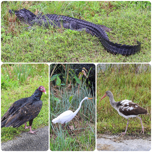 The wildlife along the way was amazing - and you would almost cycle over the tails of alligators!!