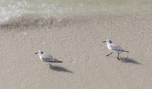 Cute sandpipers on Naples City Beach