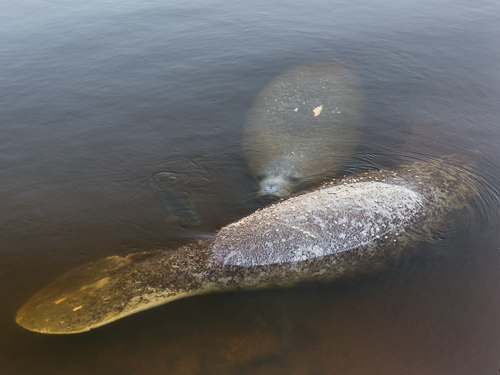 Manatees! And a fish