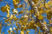 Autumn leaves moving in the breeze