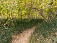 The path to the waterfall