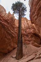 A brave tree reaching for the sky