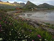 Lots of flowers and a nice view