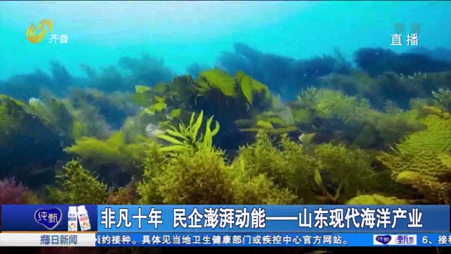 éžå‡¡åå¹´ æ°‘ä¼æ¾Žæ¹ƒåŠ¨èƒ½â€”â€”å±±ä¸œçŽ°ä»£æµ·æ´‹äº§ä¸š