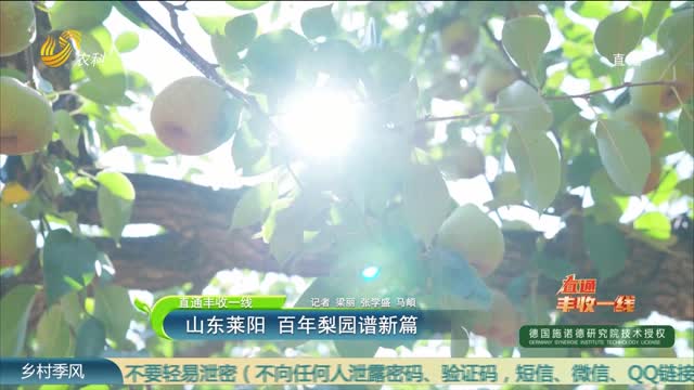 ã€ç›´é€šä¸°æ”¶ä¸€çº¿ã€‘å±±ä¸œèŽ±é˜³  ç™¾å¹´æ¢¨å›­è°±æ–°ç¯‡