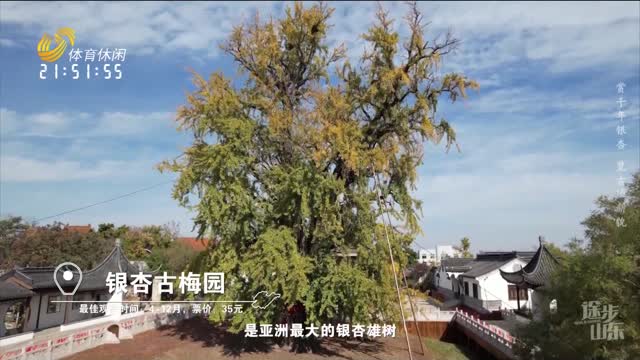 2023å¹´11æœˆ23æ—¥ã€Šé€”æ­¥å±±ä¸œã€‹ï¼šèµåƒå¹´é“¶æ è§ˆå¤åŸŽæ–°è²Œ