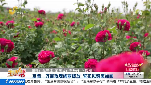 å®šé™¶ï¼šä¸‡äº©çŽ«ç‘°ç»šä¸½ç»½æ”¾Â ç¹èŠ±ä¼¼é”¦ç¾Žå¦‚ç”»