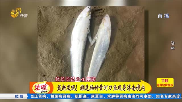 æœ€æ–°å‘çŽ°ï¼æ¿’å±ç‰©ç§é»„æ²³åˆ€é±¼çŽ°èº«æµŽå—å¢ƒå†…é»„æ²³æ”¯æµ