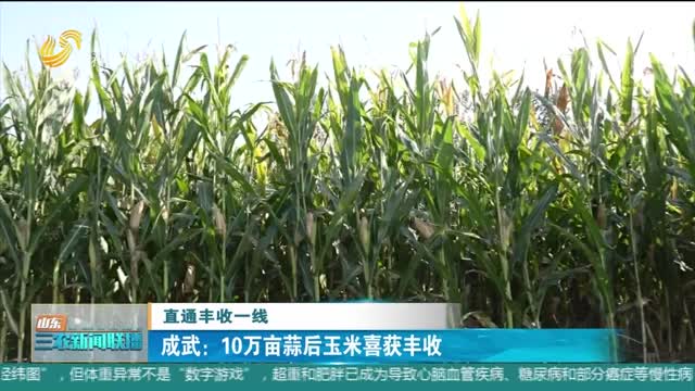 ã€ç›´é€šä¸°æ”¶ä¸€çº¿ã€‘æˆæ­¦ï¼š10ä¸‡äº©è’œåŽçŽ‰ç±³å–œèŽ·ä¸°æ”¶