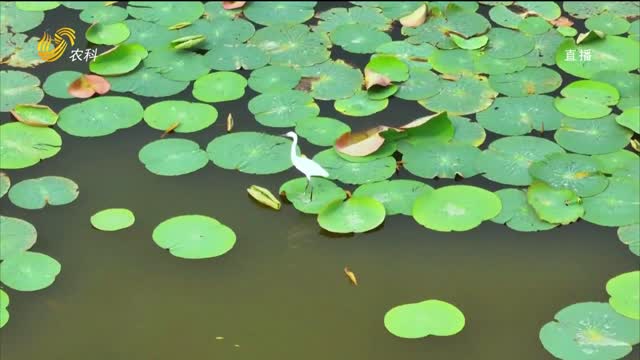 é±¼å°ï¼šç”Ÿæ€æ¹¿åœ°ç¾Žå¦‚ç”»