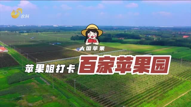 ã€è‹¹æžœå§æ‰“å¡ç™¾å®¶è‹¹æžœå›­ã€‘å…å¥—è¢‹è‹¹æžœæ ½åŸ¹æœ‰å¦™æ‹›