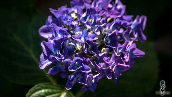 Hortensia