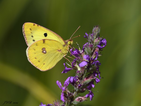 LE PAPILLON SOUFRÉ -  Colias hyale - PALE CLOUDED YELLOW 