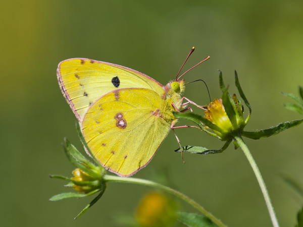 LE PAPILLON SOUCI- Colias crocea - CLOUDED YELLOW BUTTERFLY