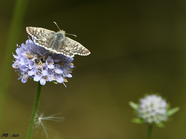 PAPILLON :L'HESPÉRIE DU FAUX-BUIS - LARGE GRIZZLED SKIPPER