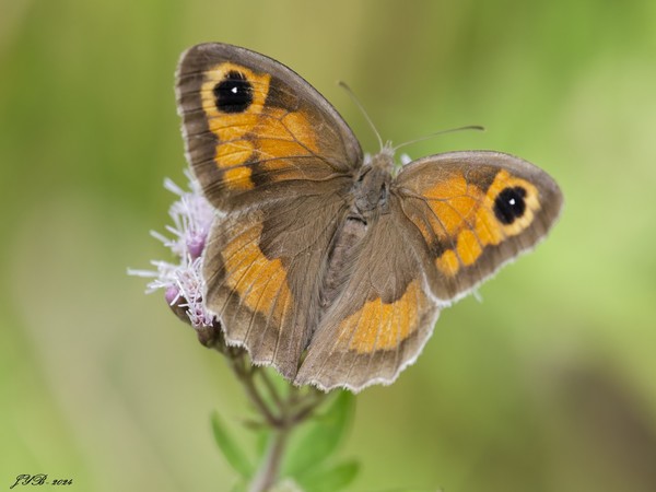 L'AMARYLLIS - Pyronia tithonus - GATEKEEPER