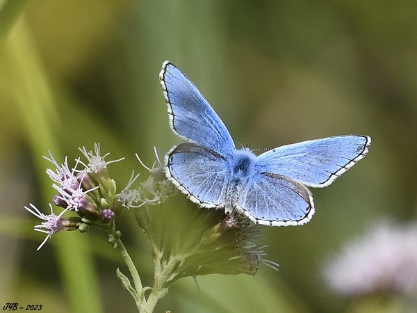 L'ARGUS BLEU CÉLESTE - ADONIS BLUE - POLYOMMATUS BELLARGUS