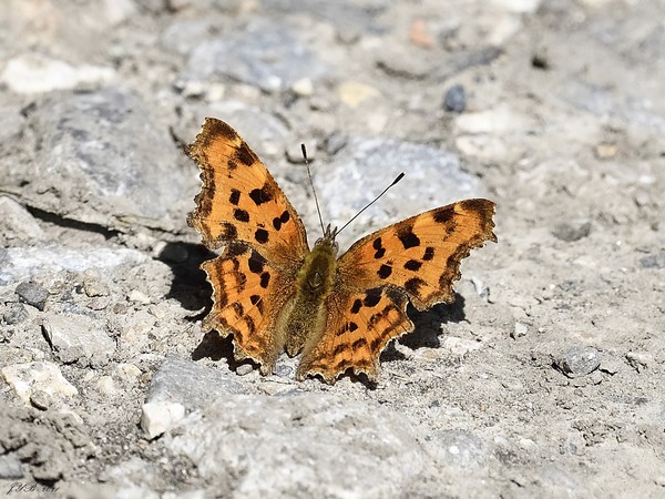 ROBERT-LE DIABLE, UN PAPILLON BIEN DÉCOUPÉ - COMMA BUTTERFLY