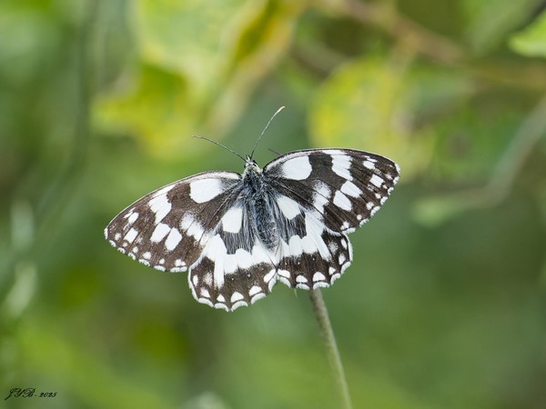 LE PAPILLON DEMI-DEUIL - MARBLED WHITE BUTTERFLY