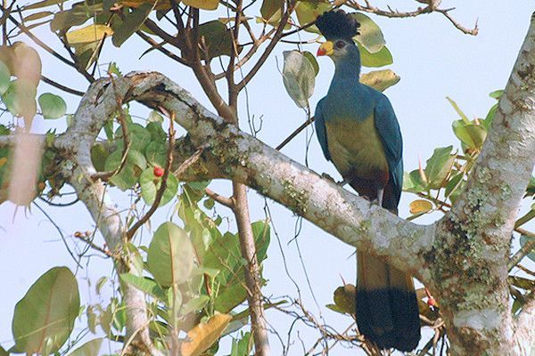 TOURACO GÉANT, UN NOM MÉRITÉ- A GREAT BLUE TURACO 