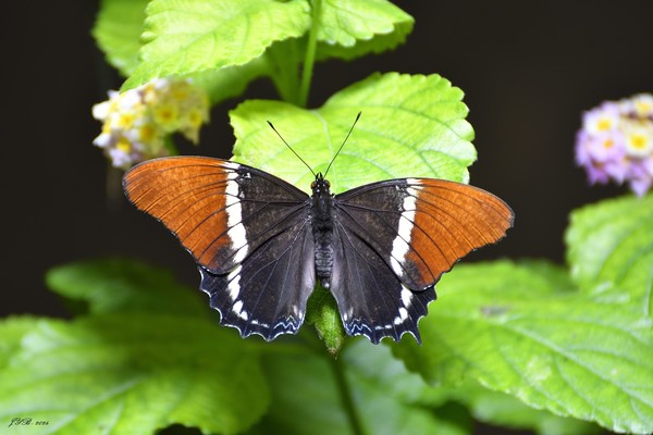 PAPILLON: SIPROETA BRUN-SIPROETA EPAPHUS-RUSTY TIPPED PAGE