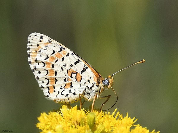 LA MÉLITÉE ORANGÉE - SPOTTED FRITILLARY - Melitaea didyma