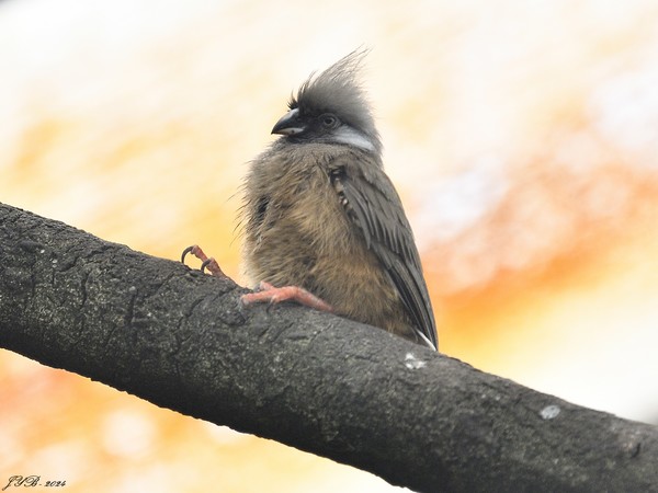 LE COLIOU RAYÉ MANGE DES FEUILLES - SPECKLED MOUSEBIRD