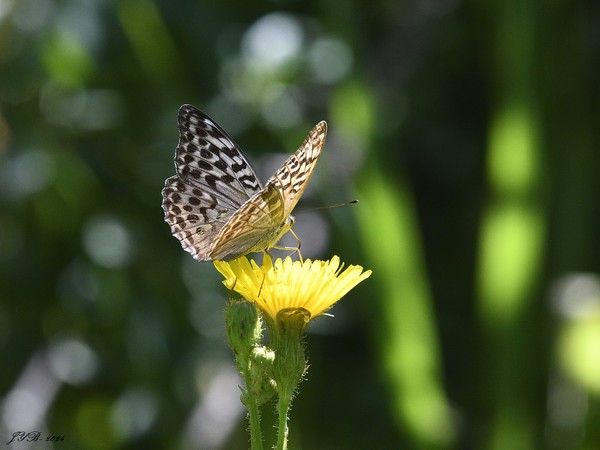 LA FEMELLE DU TABAC D'ESPAGNE - SILVER WASHED FRITILLARY