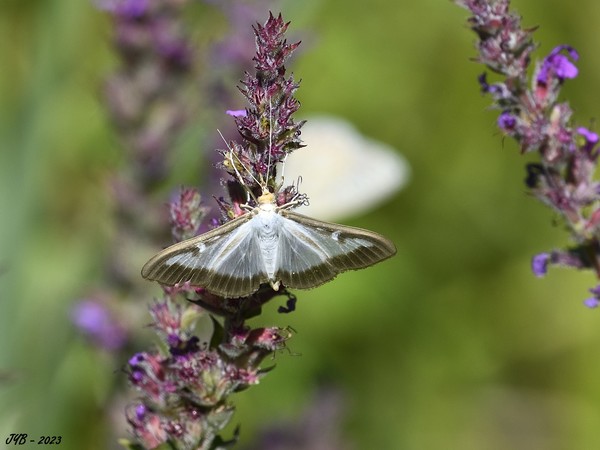 LA PYRALE DU BUIS, UN FLÉAU VENU D'ASIE - BOX TREE MOTH