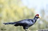 LE TOURACO VIOLET, UN OISEAU ENCORE PEU MENACÉ