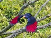 LE TOURACO VIOLET - VIOLET TURACO - Tauraco violaceus