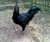 LA POULE AYAM CEMANI NOUS VIENT D'INDONESIE.