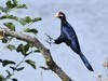 LE TOURACO VIOLET SE POSE-VIOLET TURACO-Tauraco violaceus