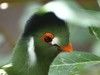 LE TOURACO À JOUES BLANCHES - WHITE-CHEEKED TURACO