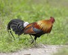 OISEAUX - Poules domestiques  : l'origine !!