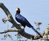 UN TOURACO VIOLET - Musophaga violacea - VIOLET TURACO