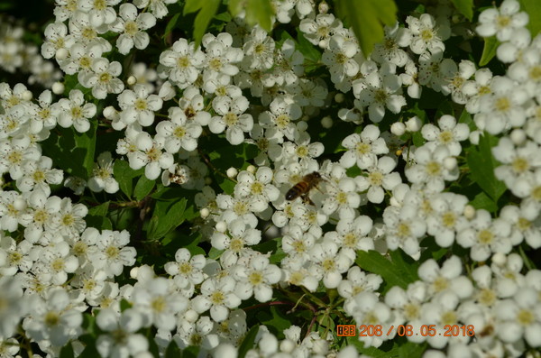 fleur  blanche  