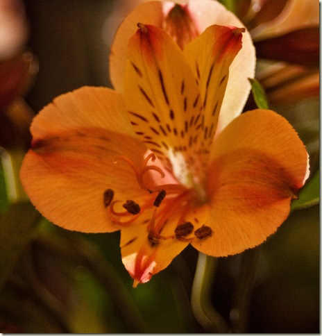 persimmon coloured flower