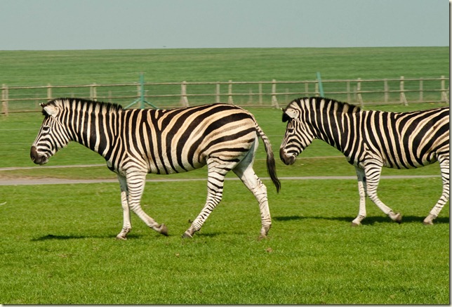 Zebra-1-2